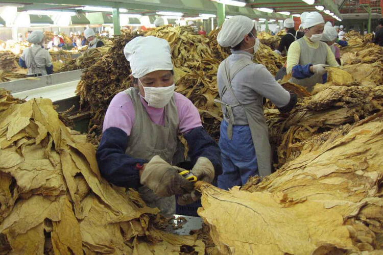 卷烟厂烟草粉尘危害性不容小视